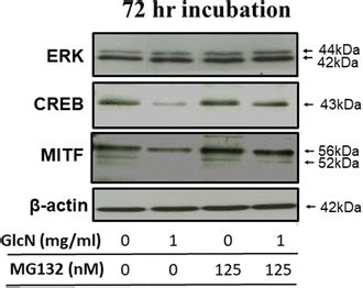 Abrogating Effect Of Mg On Glcn Induced Creb Deficiency Nhms Were