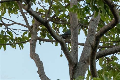 Green Imperial Pigeon Ducula Aenea Aenea Green Imperial Flickr