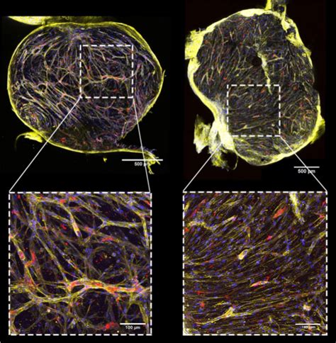 A new model for the human bone marrow niche supports the culture of ...