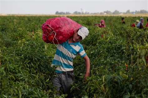 La FAO appelle à stopper le travail des enfants dans l agriculture