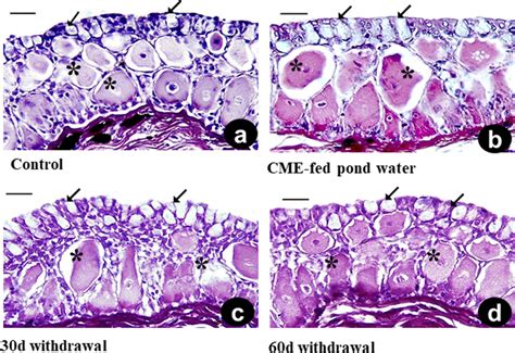 Photomicrographs Of Cross Sections H E Of The Skin Of The Catfish