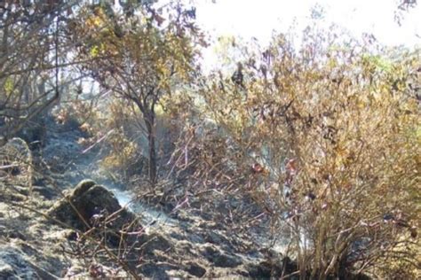 Hutan Di Lereng Gunung Sumbing Terbakar Lagi Kali Ini Di Dua Lokasi