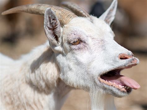 Goat Screaming