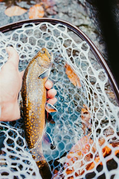 White River Arkansas Trout Fishing Angler S Paradise