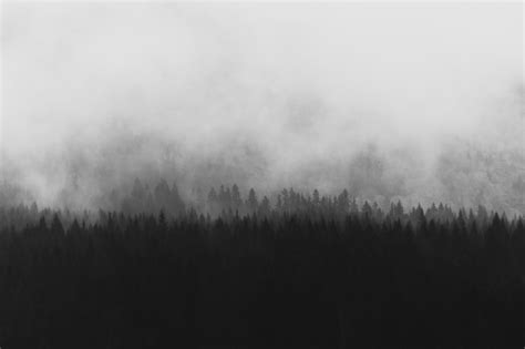 Free Images Tree Nature Forest Grass Cloud Black And White Fog