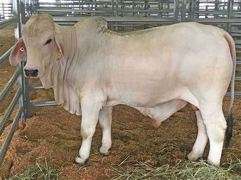 DELTA GROVE S SATIN H Gipsy Plains Brahmans