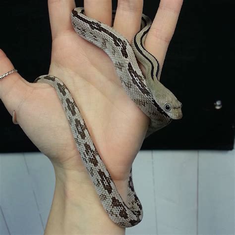 Rat Snakes | Evolution Reptiles