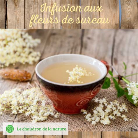 Infusion Aux Fleurs De Sureau Le Chaudron De La Nature