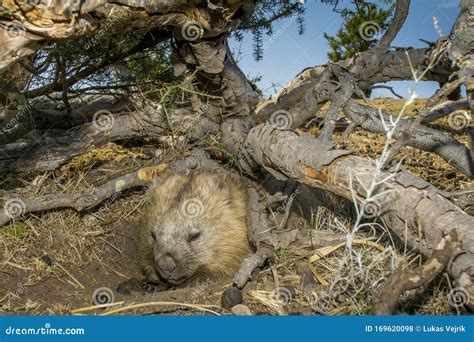 Wombat Sleeping in the Australian Bush. Stock Photo - Image of wildlife ...