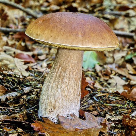 Boletus Edulis Identificarla Y Diferenciarla La Gu A De Biolog A