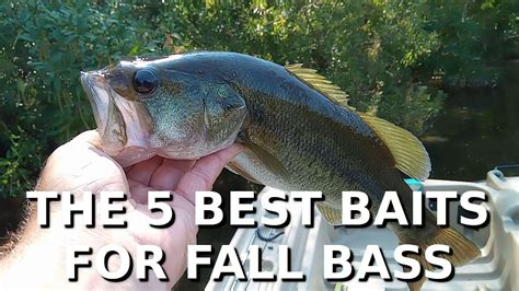 5 Techniques You Need For Early Fall Bass Fishing Tips Youtube