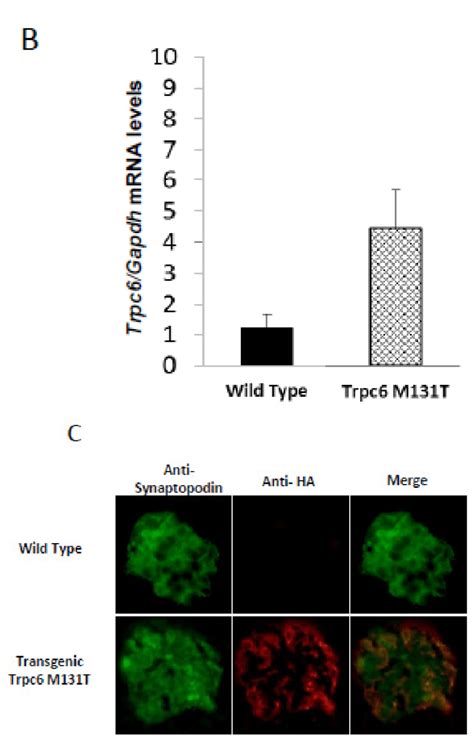 Molecular Characterization Of The Trpc M T Transgenic Line A Scheme