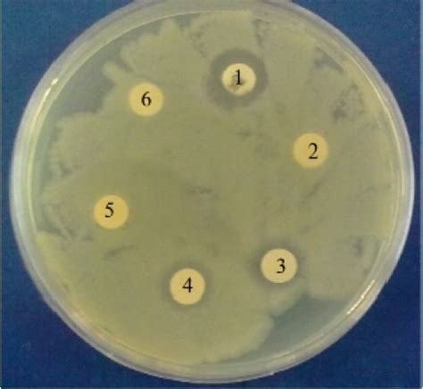 Evaluation Of Antibacterial Activity Using Disk Diffusion Method