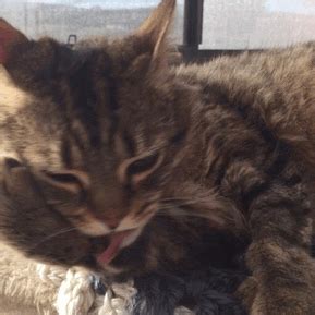 Forest My Love Gifs Wifflegif My XXX Hot Girl