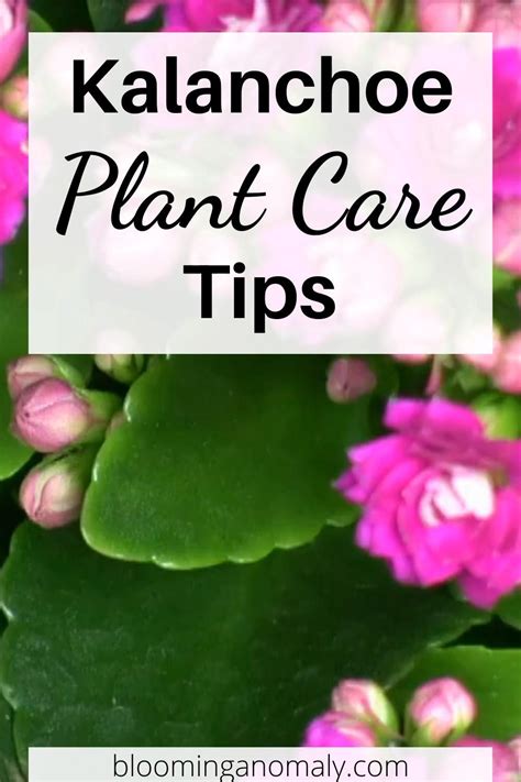 The Best Kalanchoe Care For Your Plants Artofit