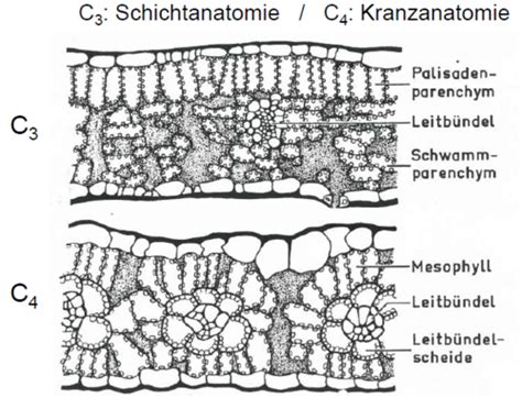 BIO 7 Struktur Und Funktion Der Pflanzen Karteikarten Quizlet