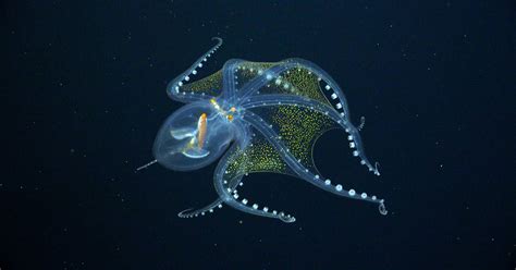 Check out these rare and enchanting deep sea creatures. | DUG Technology