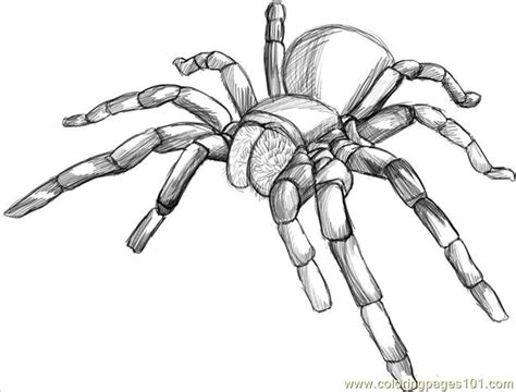 Tarantula Coloring Page At Free Printable Colorings