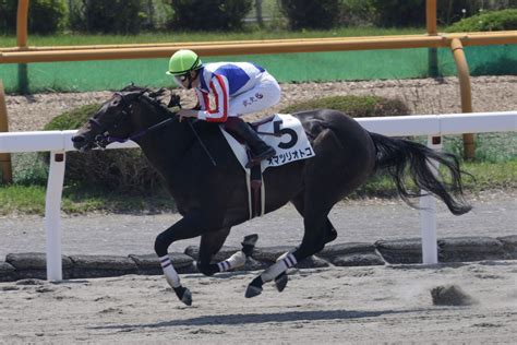 オマツリオトコ 競走馬データtop｜競馬予想のウマニティ