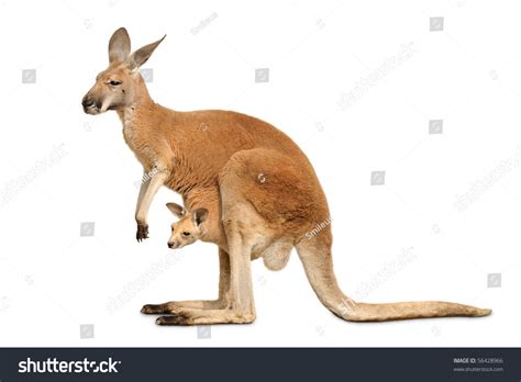 Red Kangaroo Carrying Cute Joey Isolated Stock Photo 56428966 ...