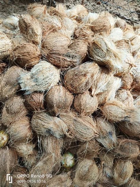 A Grade Solid Semi Husked Coconut Coconut Size Medium At Rs Kg In