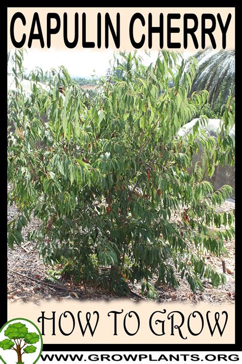 Capulin Cherry How To Grow And Care