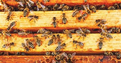 How You Can Help Reverse The Declining Bee Population