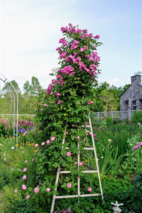 Pink Climbing Rose Trellis