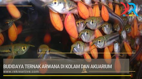 Budidaya Ternak Arwana Di Kolam Dan Akuarium Rekreartive