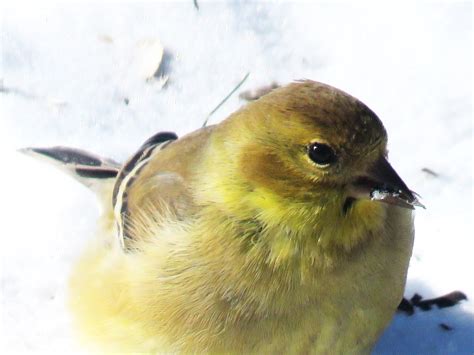 Phenological Phacts And Photos W Carl Martland February 2023