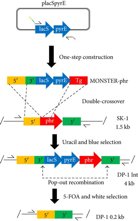 Schematic Of The Multiple Gene Knockout System With One Step Pcr