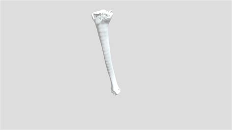 Tibia 3d Model By Andrewperkz Estandresrodrigu11 A9ccbac Sketchfab