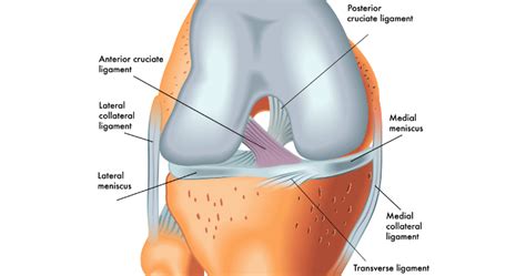 ACL knee ligament injuries - Ace Health Centre