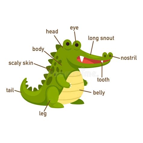 Crocodile Anatomy