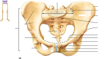 Articulated Pelvis Diagram Quizlet