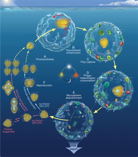 Small Things Considered A Dinoflagellate And Its Mucosphere