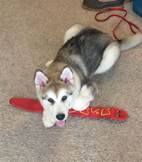 Husky Dog Playing with Toy