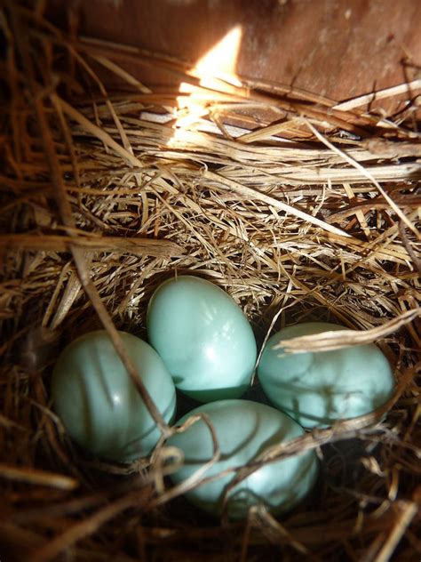 Eastern Bluebird Eggs Photograph by Stephanie Parks