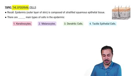 Introduction To Cells Of The Epidermis Channels For Pearson