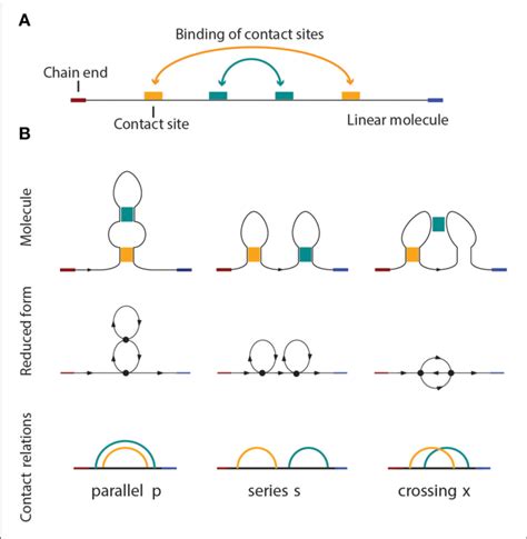 | (A) A linear molecule with four contact sites. The two chain ends are ...