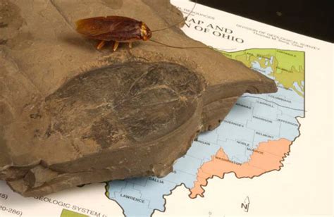 Largest Cockroach Fossil Measuring 3.5 inches Has Been Found in Ohio