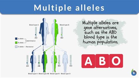 Multiple alleles - Definition and Examples - Biology Online Dictionary