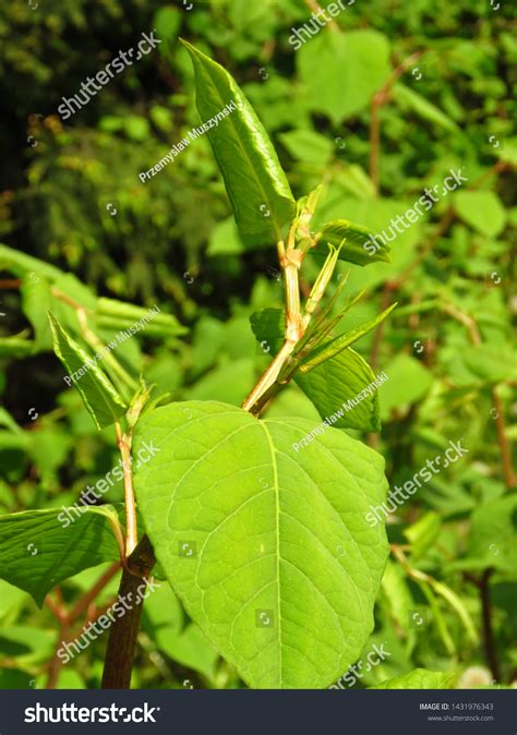 Plant Asian Knotweed Fallopia Japonica Stock Photo 1431976343