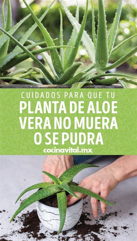 Cuidados Para Que Tu Planta De Aloe Vera No Muera O Se Pudra Planta