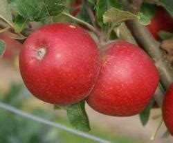 Buy Apple Trees Self Fertile Online CRJ Fruit Trees Nursery UK