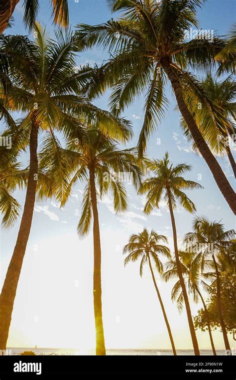 Palm trees on the beach at sunset, Waikiki Beach, Honolulu, Oahu, Hawaii, USA Stock Photo - Alamy