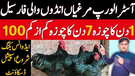 Australorp Chickens For Sale Golden Misri Farming In Pakistan