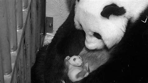 PANDA EXTRAVAGANZA! National Zoo's baby panda is officially one month ...