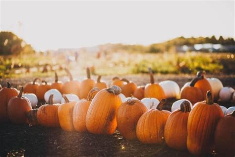 15 Best Pumpkin Patches In Wisconsin To Visit In 2023