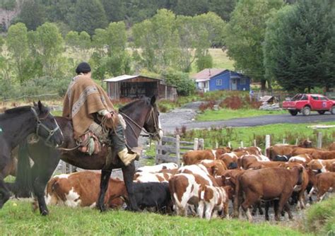 Crece producción de carne bovina en Chile Huella Software